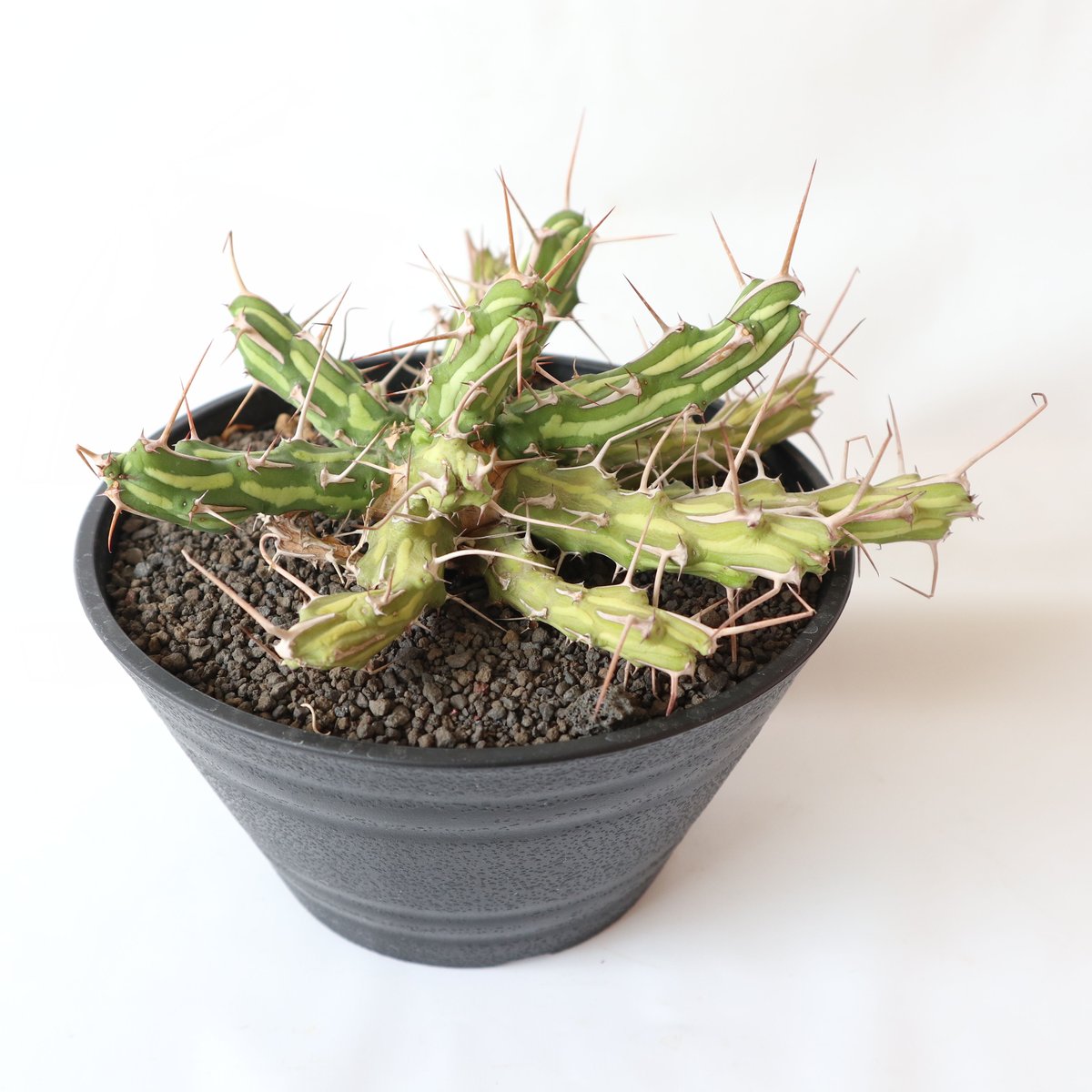 ユーフォルビア アクチノクラダ | mana's farm:塊根植物・アガベ