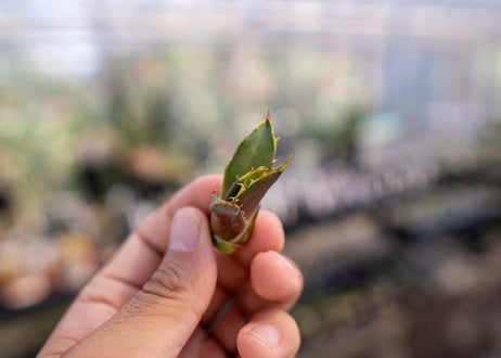 アガベ　白鯨　子株