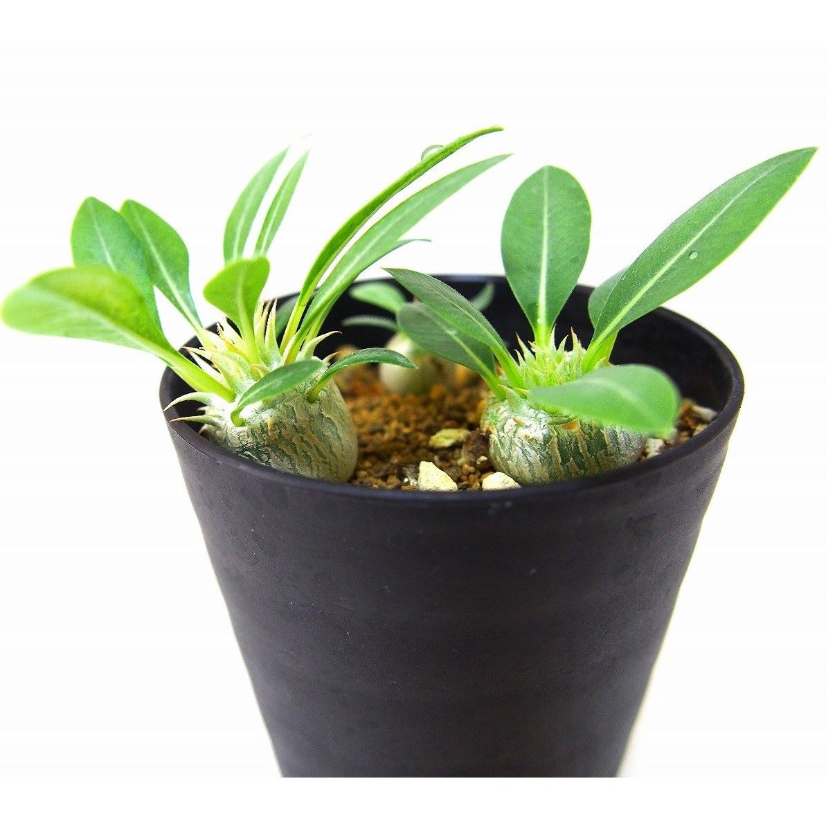 Pachypodium eburneum パキポディウム エブレネウム 実生苗3株set |
