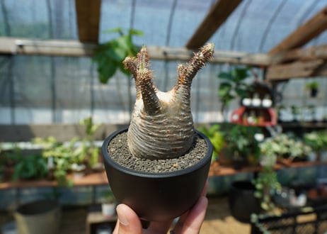 【未発根】パキポディウム　グラキリス　 Pachypodium Gracilius  No.1