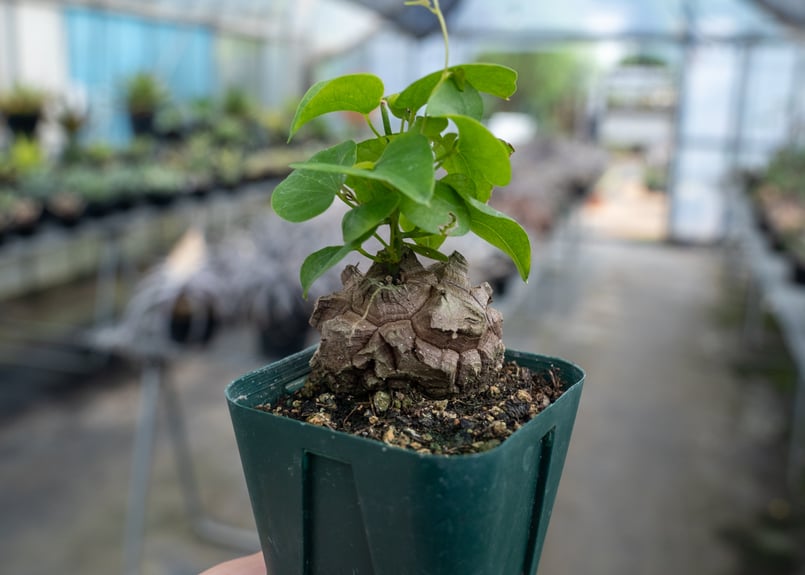 亀甲竜 No.5 | mana's farm:塊根植物・アガベ・ドライガーデン