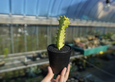 ユーフォルビア　イエローゴースト　Euphorbia lactea Yellow Ghost