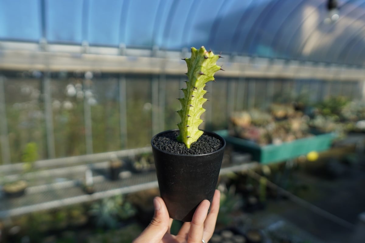 レア❤ユーフォルビア イエローゴースト ユーフォルビア イエローゴースト Euphorbia lactea Yellow