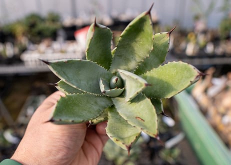 Agave Potatorum×Macroacantha NO.3