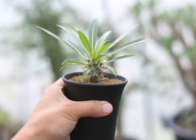 パキポディウム ラメリー ラモスム 国内実生 | mana's farm:塊根植物