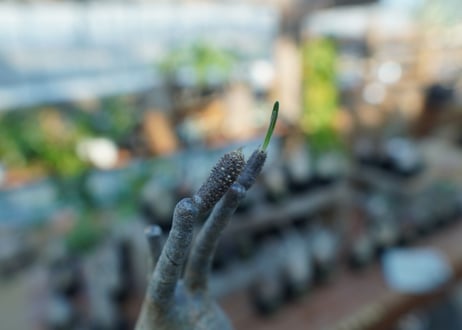 【未発根】パキポディウム　グラキリス　 Pachypodium Gracilius  No.22
