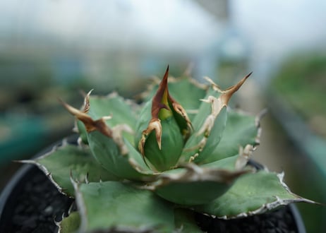 アガベ　チタノタ　烈焔 Agave titanota "烈焔"　No.3