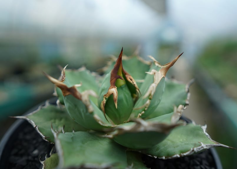 アガベ チタノタ 烈焔 Agave titanota 