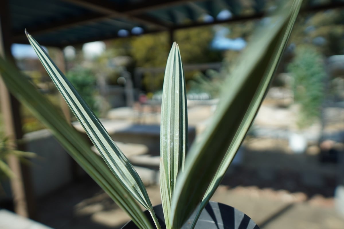 ブラヘア アルマータ brahea armata No.2 | mana's farm:塊根