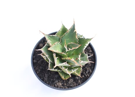 Agave titanota FO-76 compacta  no.２