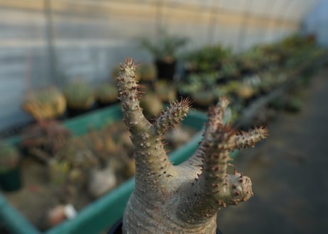 パキポディウム マカイエンセ　Pachypodium makayense　No.7