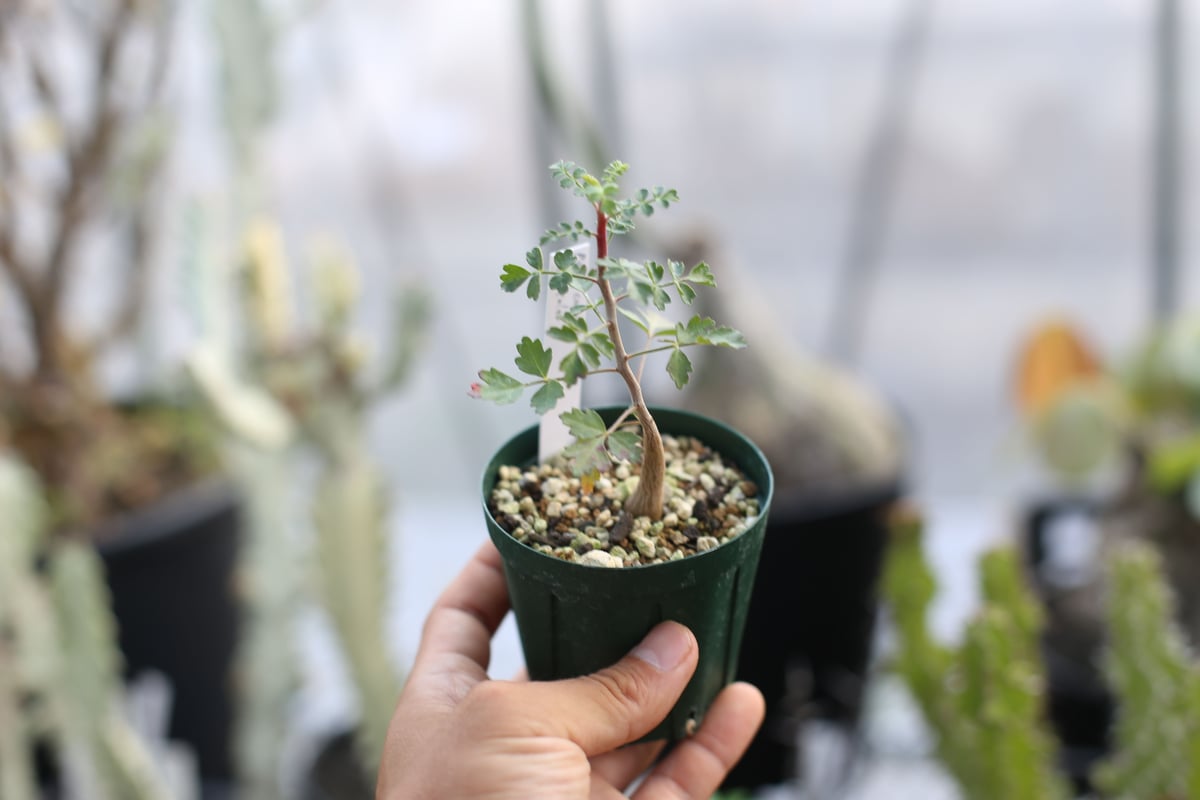 パキコルムス ディスカラー 像の木 実生 | mana's farm:塊根植物