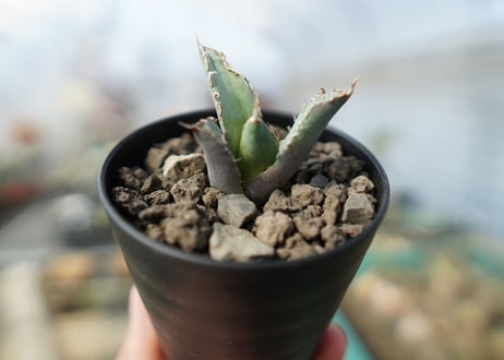 アガベ　チタノタ　 ブラックアンドブルー 　Agave titanota black and blue No.1