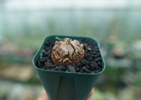 亀甲竜　Dioscorea elephantipes　No.1