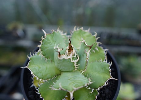 アガベ　チタノタ　フィリグリー　agave titanota filigree