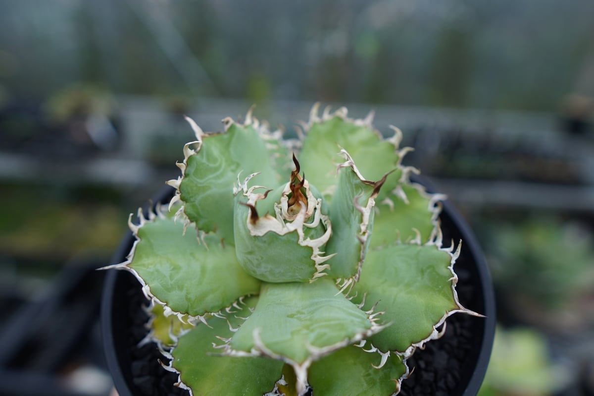 アガベチタノタフィリグリー アガベ チタノタ フィリグリー (圓葉拇指) / Agave titanota