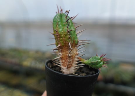 ユーフォルビア　フェロックス　Euphorbia ferox