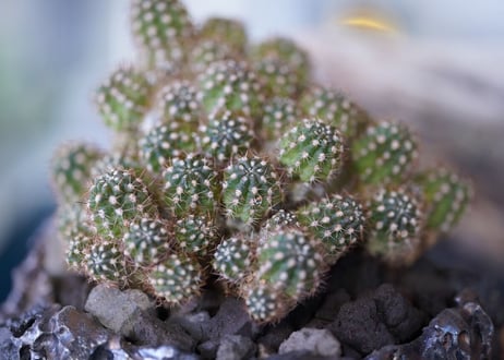 Rebutia perplexa