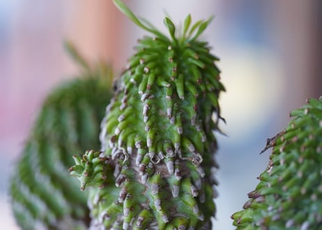 Euphorbia azarashi