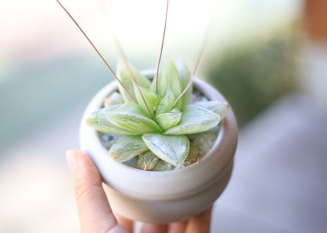 ハオルチア　Haworthia