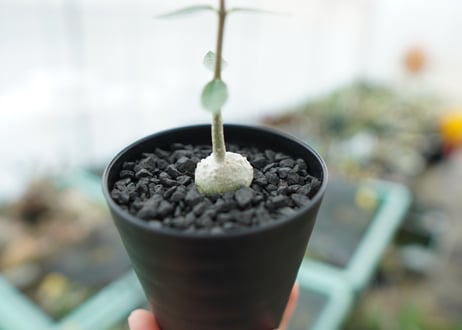 フォッケア　エデュリス　Fockea edulis