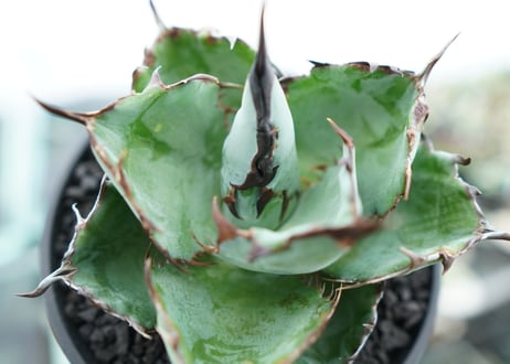 アガベ　チタノタ　 ブラックアンドブルー 　Agave titanota black and blue　NO.6