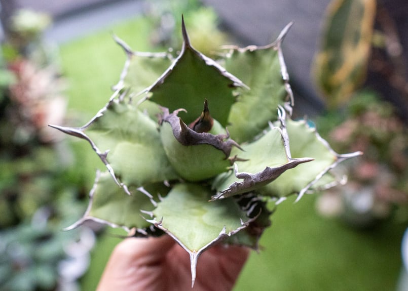 Agave titanota FO-76 B NO.5 | mana's farm:塊根植物・
