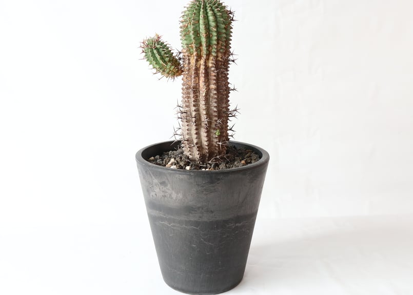 ユーフォルビア シュウセイカン 秋星冠 | mana 