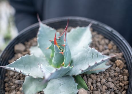 アガベ　パラサナ　”トライアンファント”　agave parrasana "triumphant"