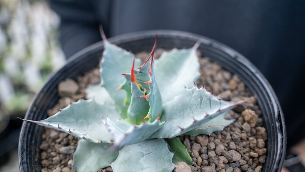 アガベ パラサナ ”トライアンファント” agave parrasana 