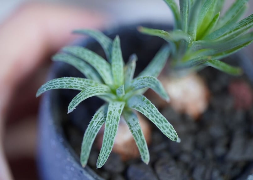 Bulbine margarethae | mana's farm:塊根植物・アガベ・ドライガ