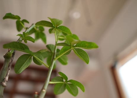 アデニア　グラウカ　Adenia glauca