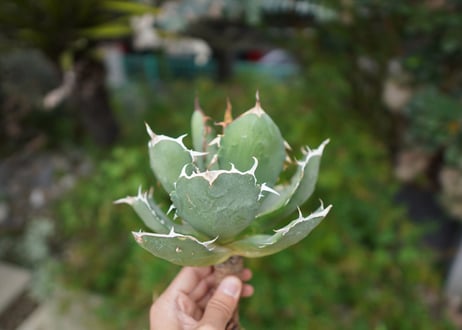 Agave titanota 白鯨 B NO.8