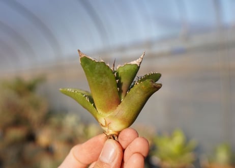 agave titanota white fire　白火焔　 NO.1