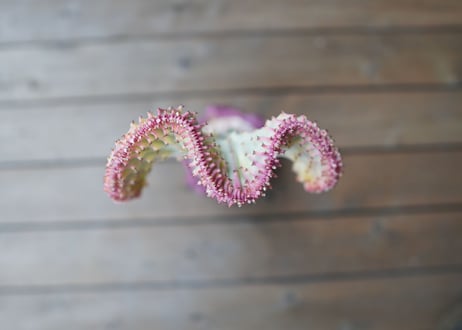ユーフォルビア　ラクテア　　Euphorbia lactea