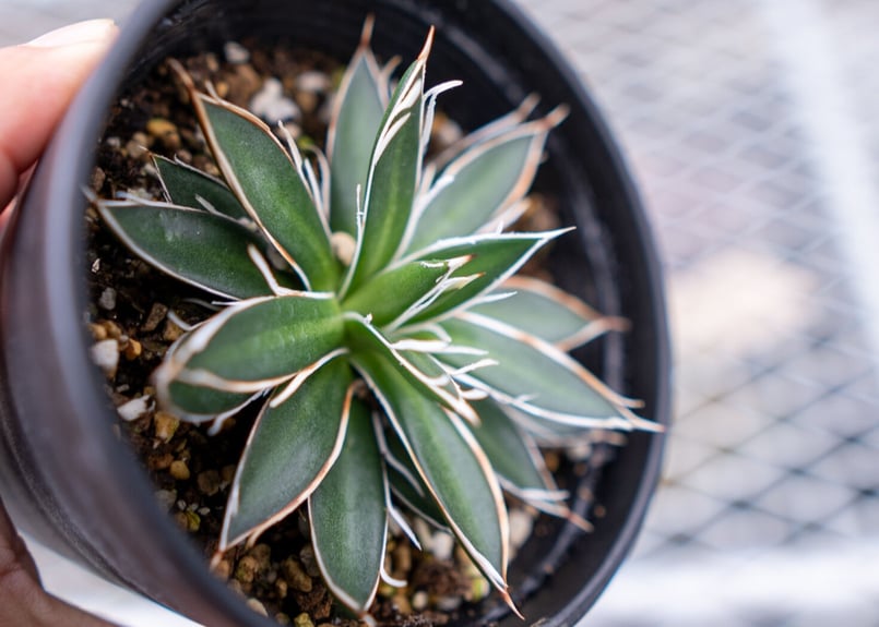 アガベ ホワイトストライプ | mana's farm:塊根植物・アガベ