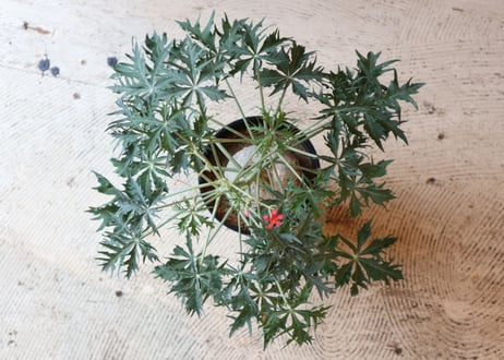 錦珊瑚