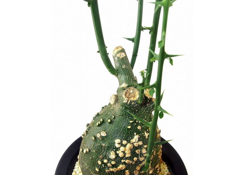 希少アデニア・クロボーサ　迫力の塊根 新着】Adenia globosa【ダブルヘッド・ツルも旺盛わんぱく塊根