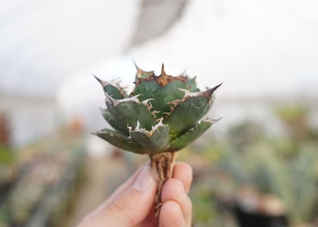 agave titanota  FO-76　No.7
