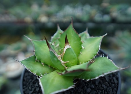 アガベ　チタノタ　Agave titanota　No.10