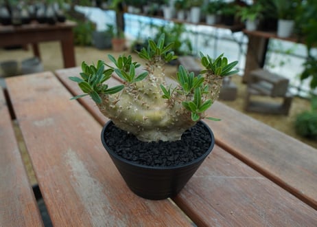 パキポディウム　デンシフローラム Pachypodium densiflorum   No.1