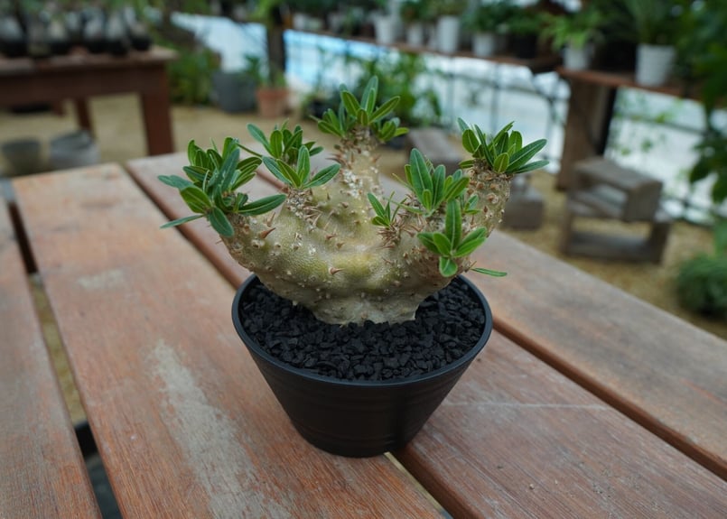 パキポディウム デンシフローラム Pachypodium densiflorum No.1