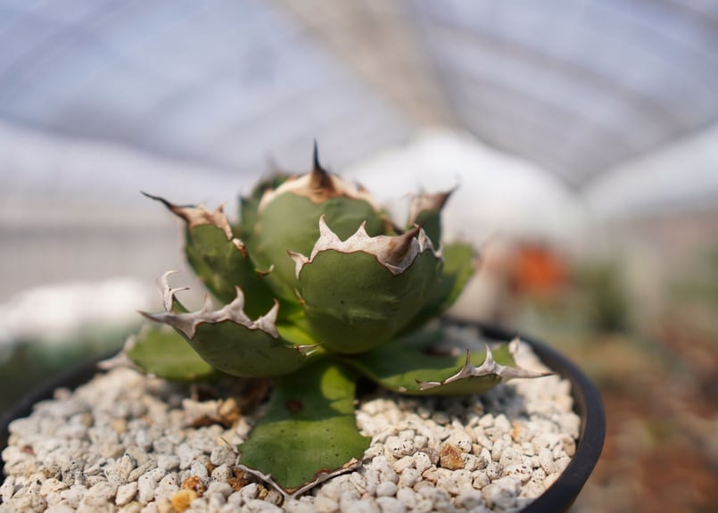 agave titanota dwarf No.2 | mana's farm:塊根植物・ア