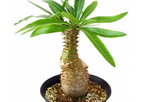 Pachypodium makayense パキポディウム マカイエンセ　魔界玉