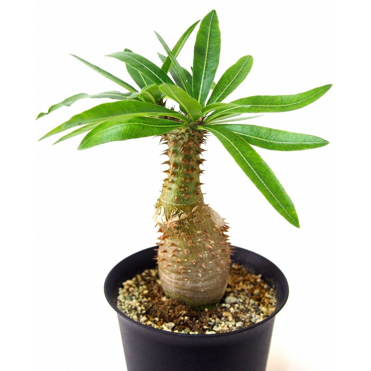 original