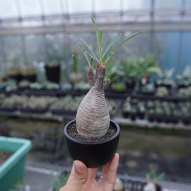 手乗りグラキリスをアップします。 | mana's green:塊根植物販売