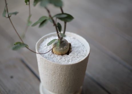 火星人　Fockea edulis