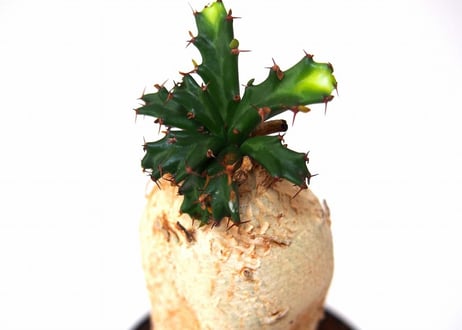 ユーフォルビア ステラータ 飛竜  Euphorbia stellata 8 未発根