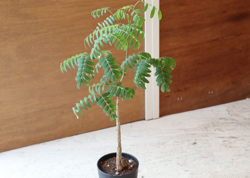 デロニクス プミラ < b > | mana's farm:塊根植物・アガベ・ドライ