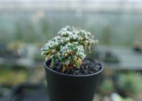 トリコディアデマ　デンサム　Trichodiadema densum  No.2